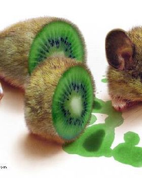 mouse