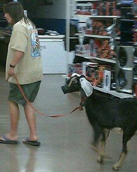 walmart11