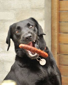 sausage dog