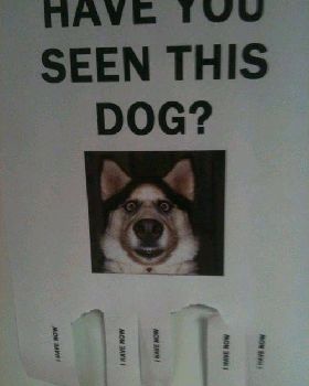 haveyouseenthisdog