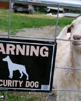 security-dog-fail-warning