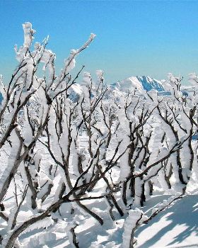 Mount Hotham at the Orchard