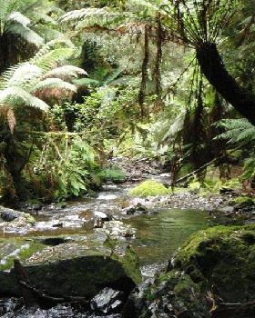 Tassie Rainforest