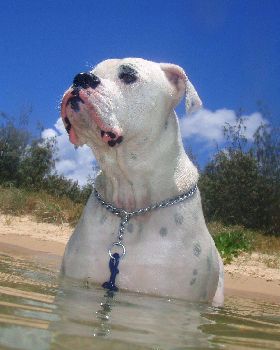 Sumo at the Sunshine Coast