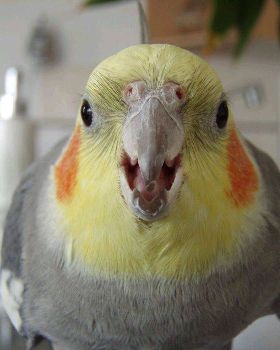 Attacking Cockatiel