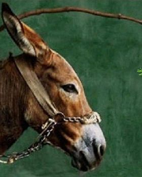 donkey and carrot