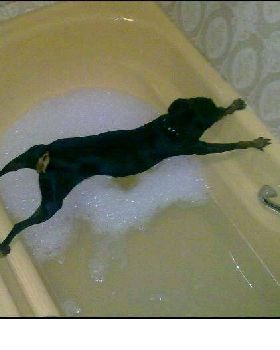 dog plank