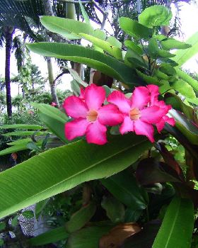 islands and bali 136