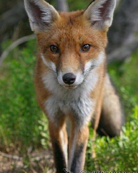 Red Fox 5994