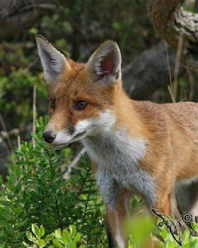 Red Fox 5974
