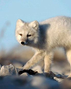 White-Fox-Wallpaper