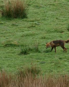 Foxkilllamb