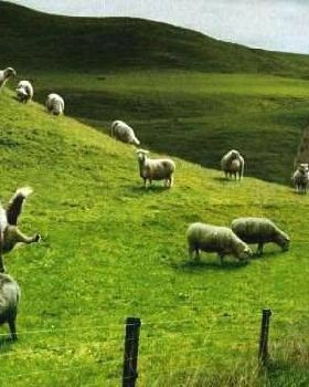 sheep Jumping