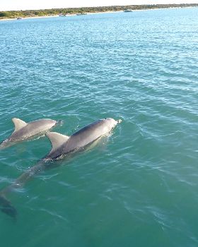 Dolphins