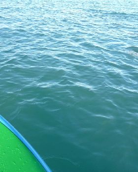 Dolphins