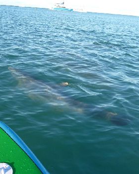Dolphins