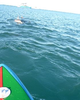 Dolphins