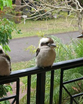 Hawks Nest 2009 062