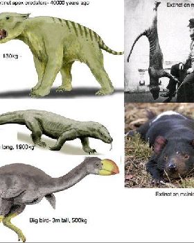 Mega fauna predatorsjpg