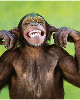 monkey