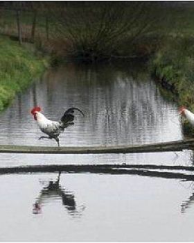 chicken