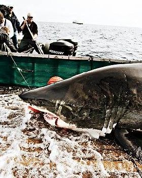 891942-landing-kieko-shark-mercboat-lifting-from-water-davidolsonwaterc