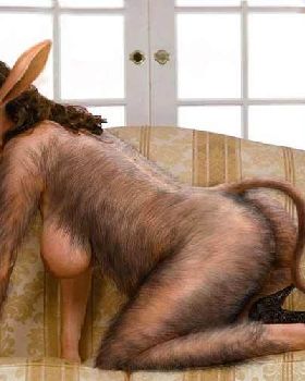 donkeybd5