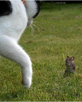 mouse