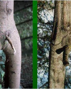 tree2