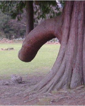 tree3
