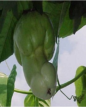 veg1