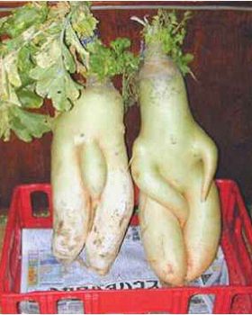 veg3