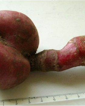 veg4