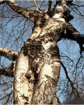 tree4