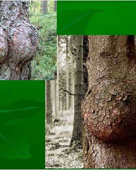 tree66