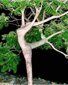 tree44