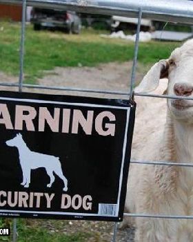 security-dog-fail-warning