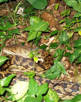 Snake 1