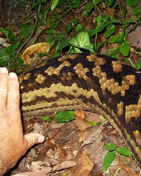 Snake 2