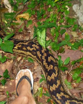 Snake 3