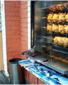 pigeon