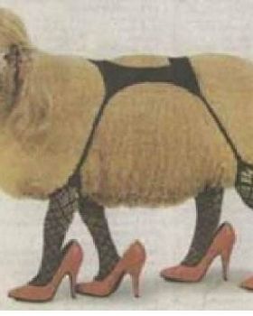 kiwi hooker