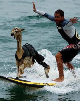 goat boat