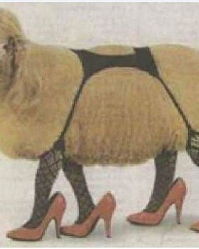 sheep