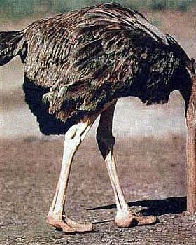 ostrich-head-in-sand