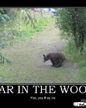DoesAWildBear
