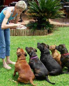 Staffordshire Bull terriers