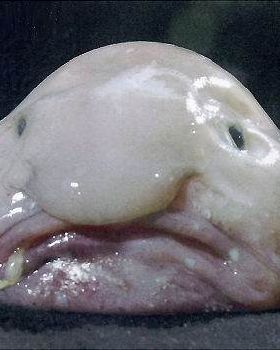 Extremely-ugly-animals-Blobfish