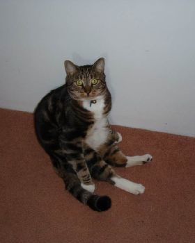 mr kitty