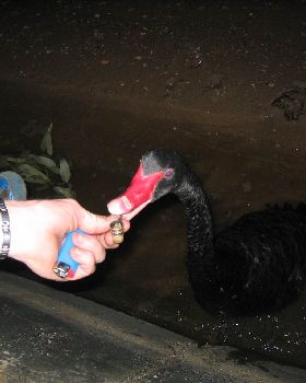 swan